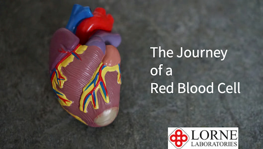 The Journey of a Red Blood Cell