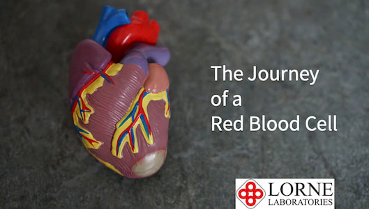 Red Blood Cell Super-Highway: Navigating the Cardiovascular System - Ask The Scientists